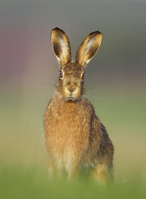 Brown Hare (Lepus capensis) portrait of adult in grass field in early morning light. Scotland.
